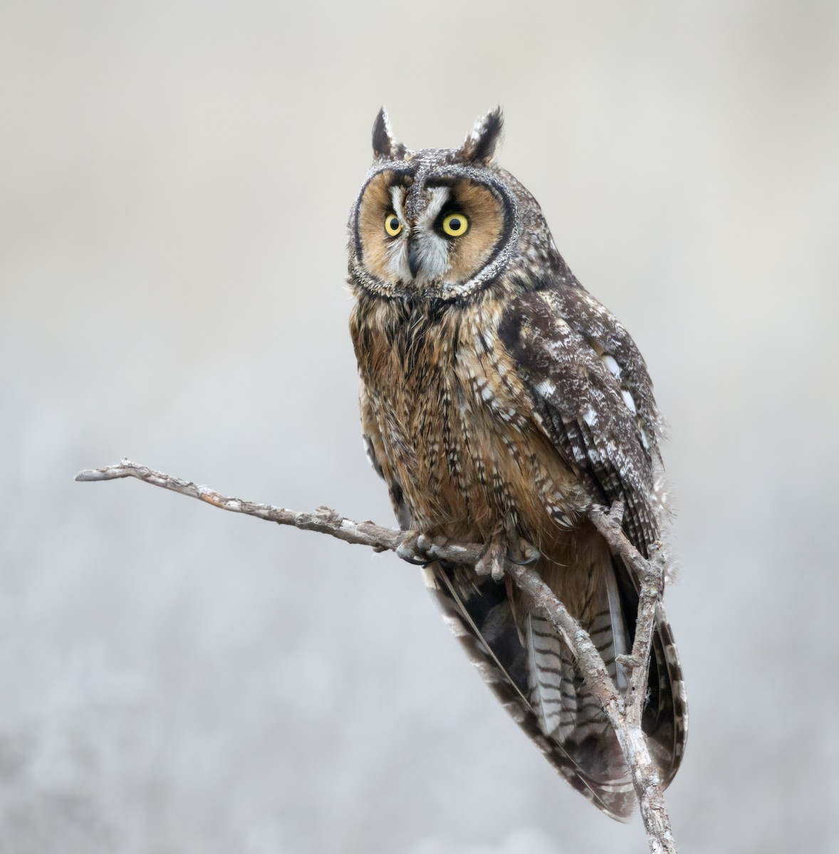 Long-eared Owl - ML393585171