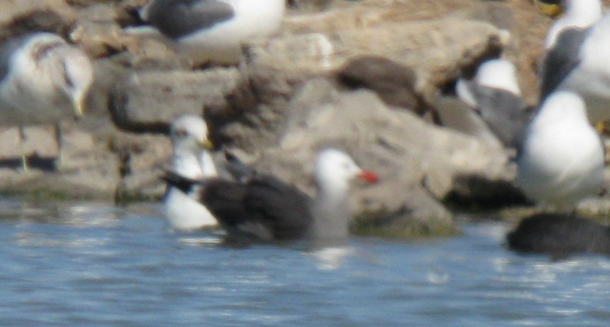 Heermann's Gull - Nick Bonomo