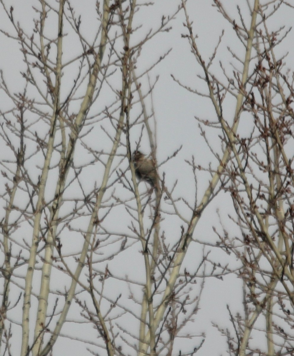 Lesser Spotted Woodpecker - ML393587051