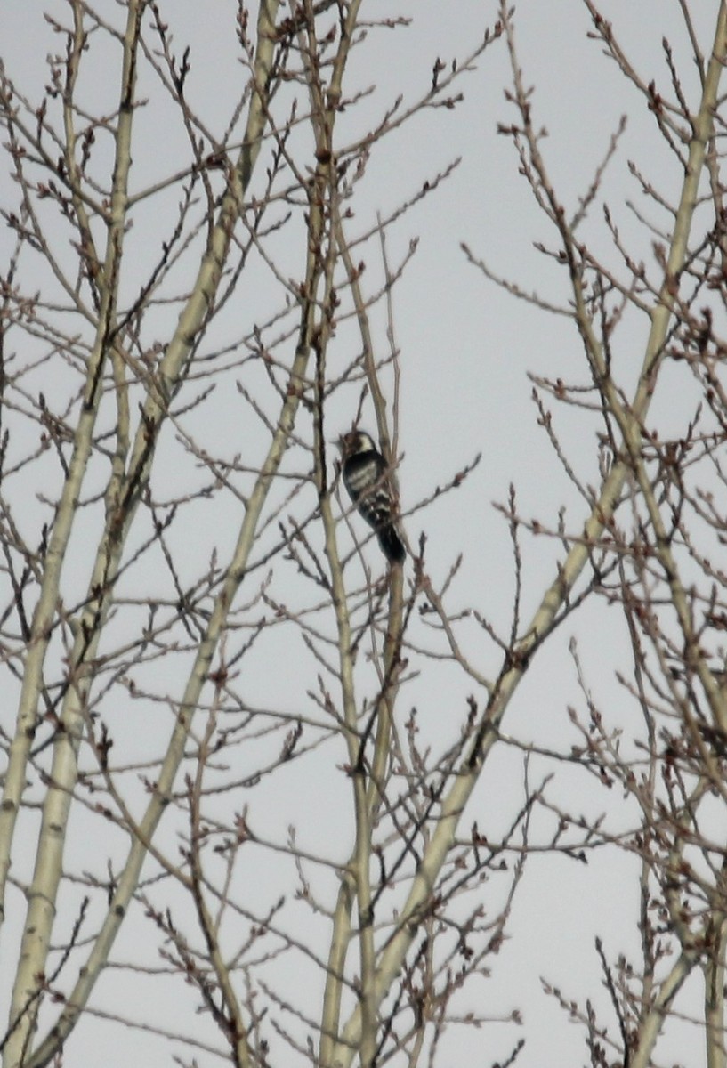 Lesser Spotted Woodpecker - ML393587061