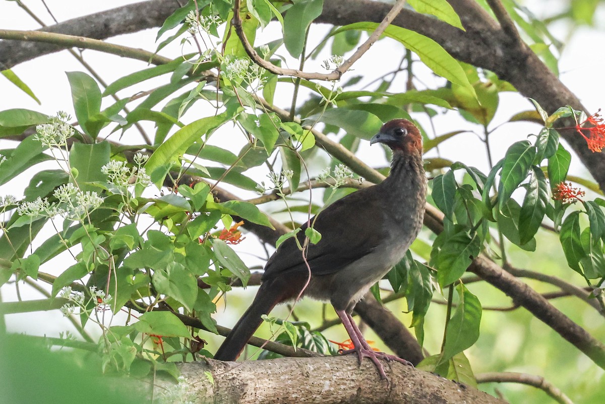 Variable Chachalaca - Allison Miller