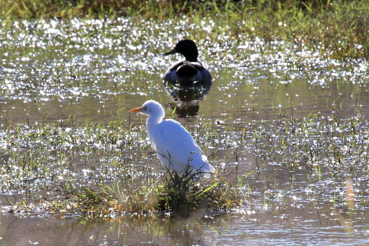 Western Cattle Egret - ML39358881