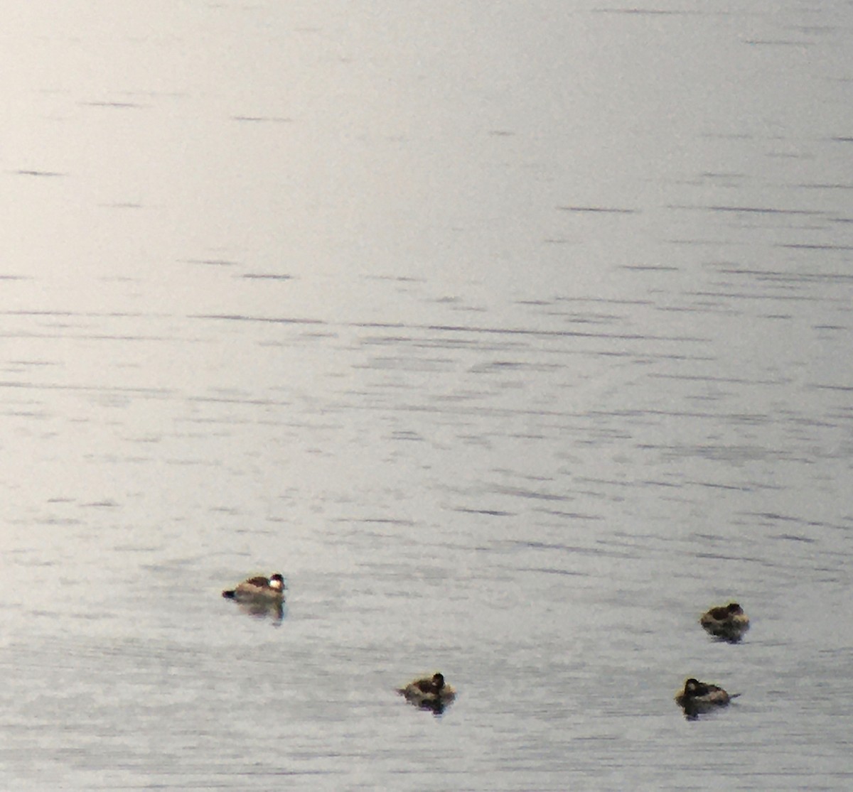 Ruddy Duck - ML393589591