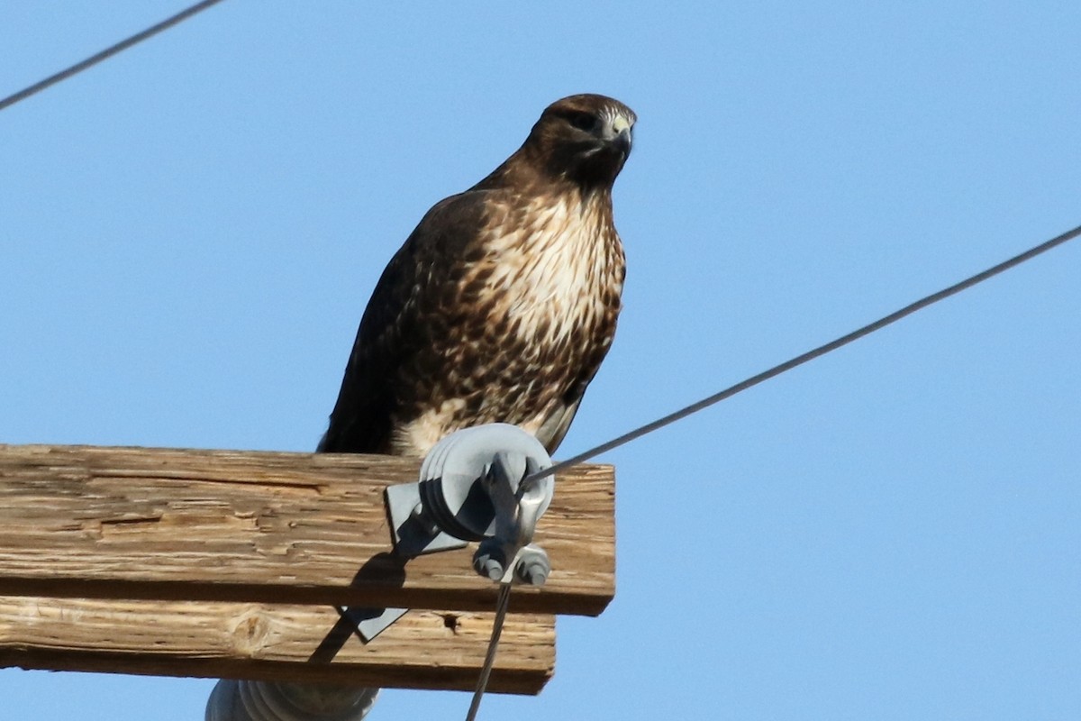Red-tailed Hawk - ML39358981