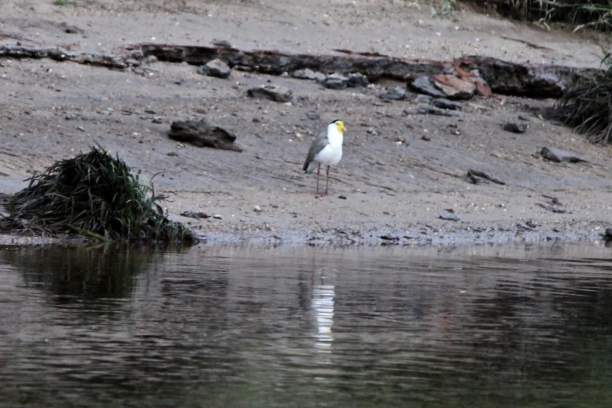 Masked Lapwing - ML39358991