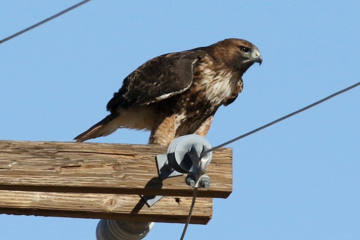 Red-tailed Hawk - ML39359011