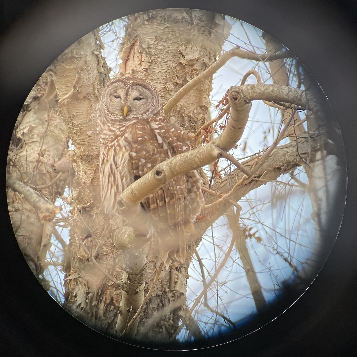 Barred Owl - ML393591001