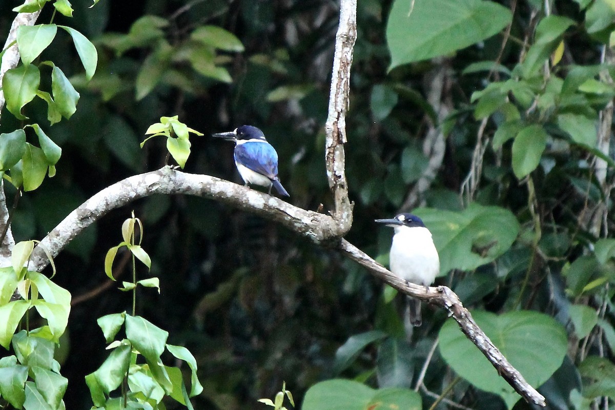 Forest Kingfisher - ML39359131