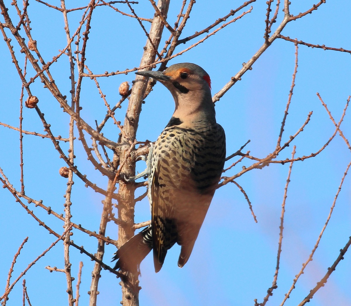 Northern Flicker (Yellow-shafted) - ML393593281