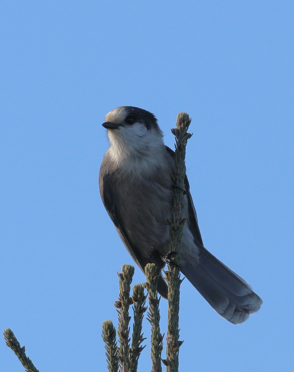 Canada Jay - ML393593351