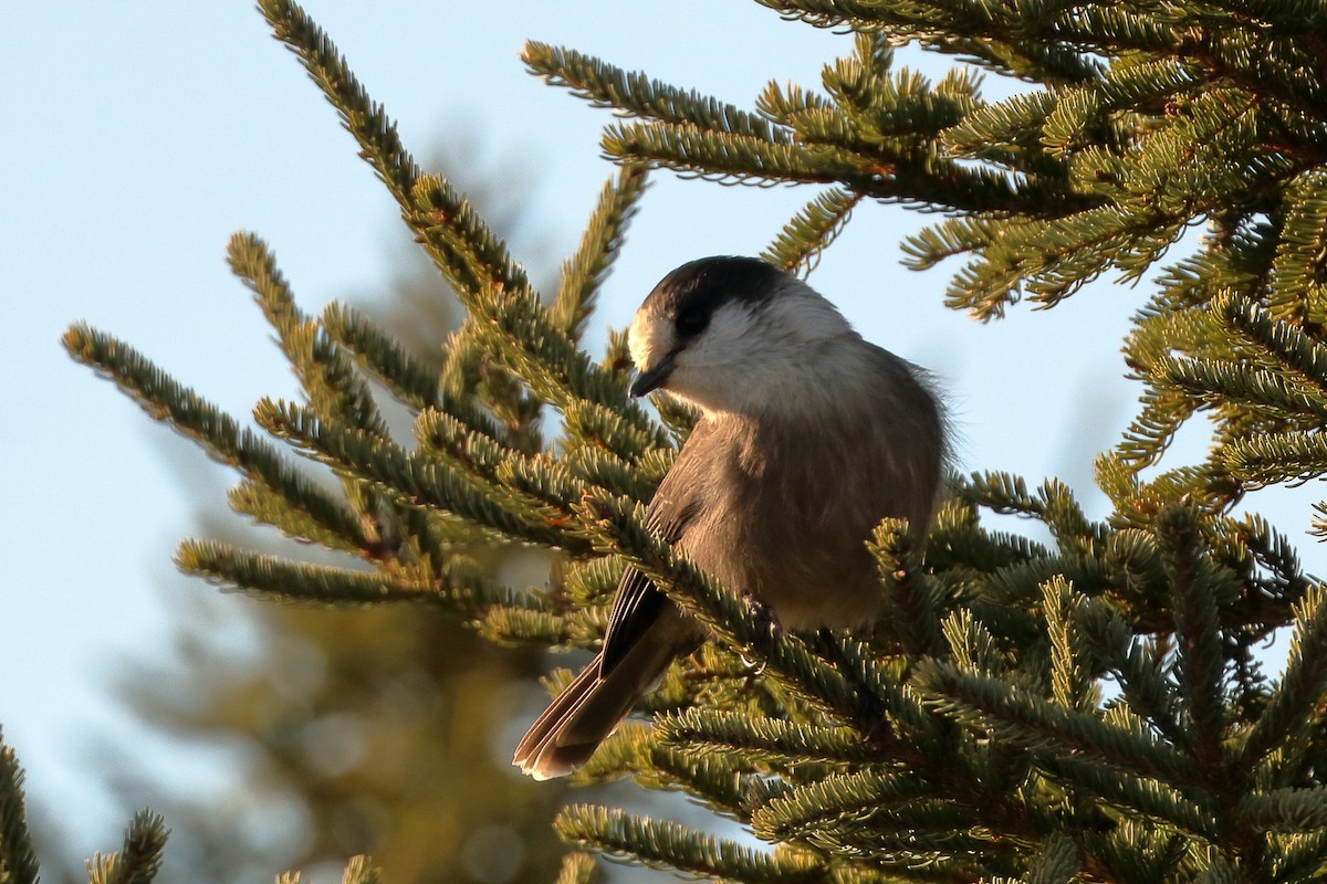 Canada Jay - ML393593361