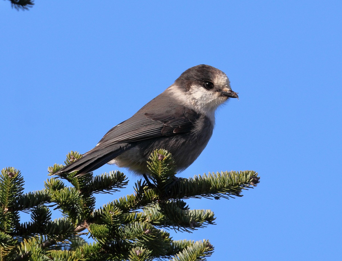 Canada Jay - ML393593381