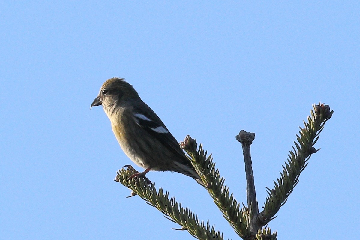 White-winged Crossbill - ML393593481