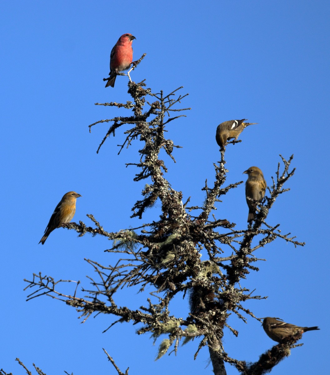 White-winged Crossbill - ML393593501