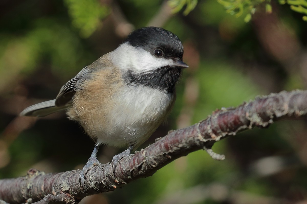 Black-capped Chickadee - ML393593631