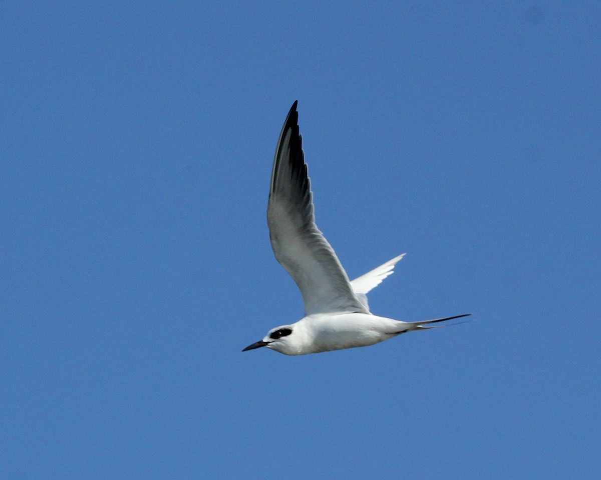 Forster's Tern - ML39359401