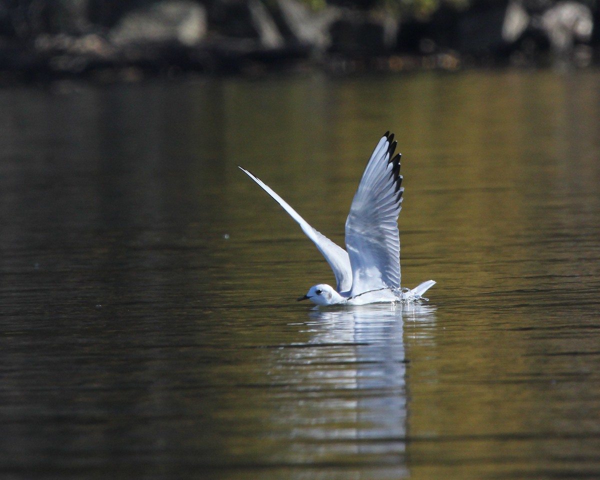 Bonaparte's Gull - ML39359421