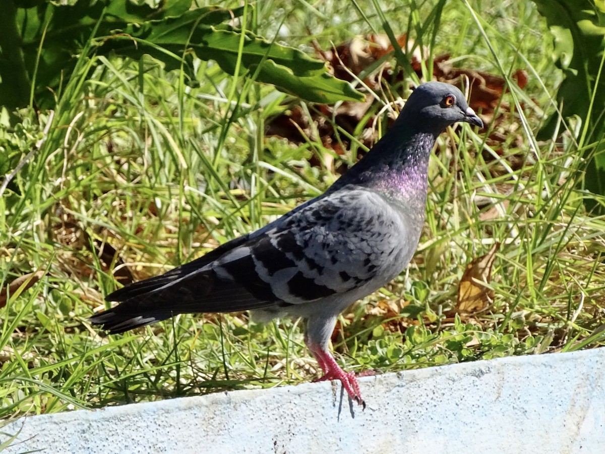 Rock Pigeon (Feral Pigeon) - ML393594211