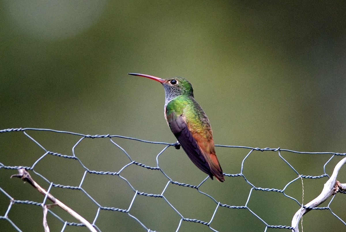 kolibřík yukatanský - ML39359431