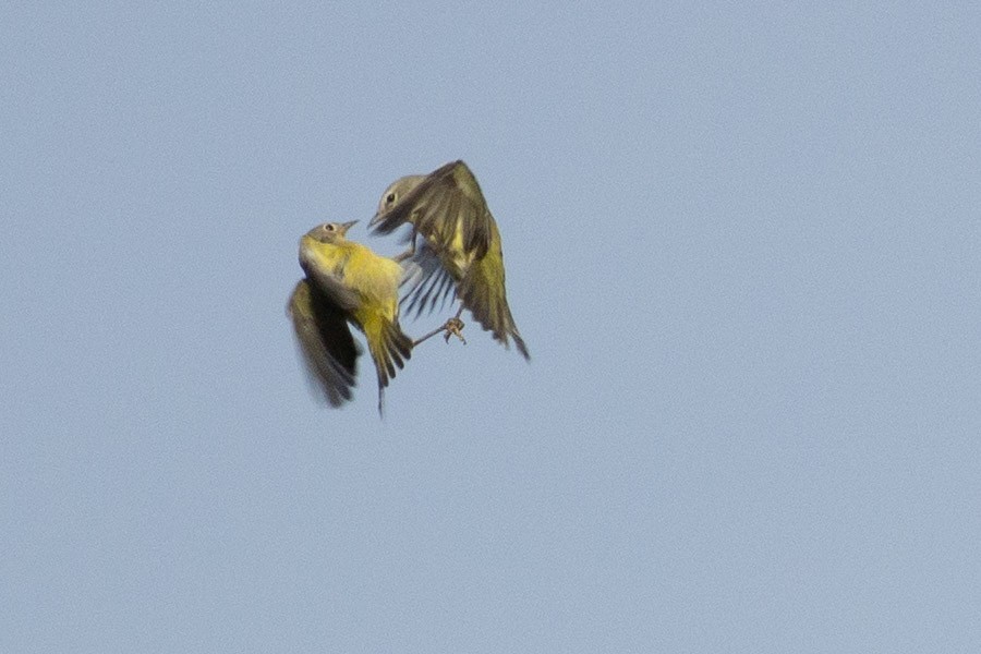 Nashville Warbler - Anonymous