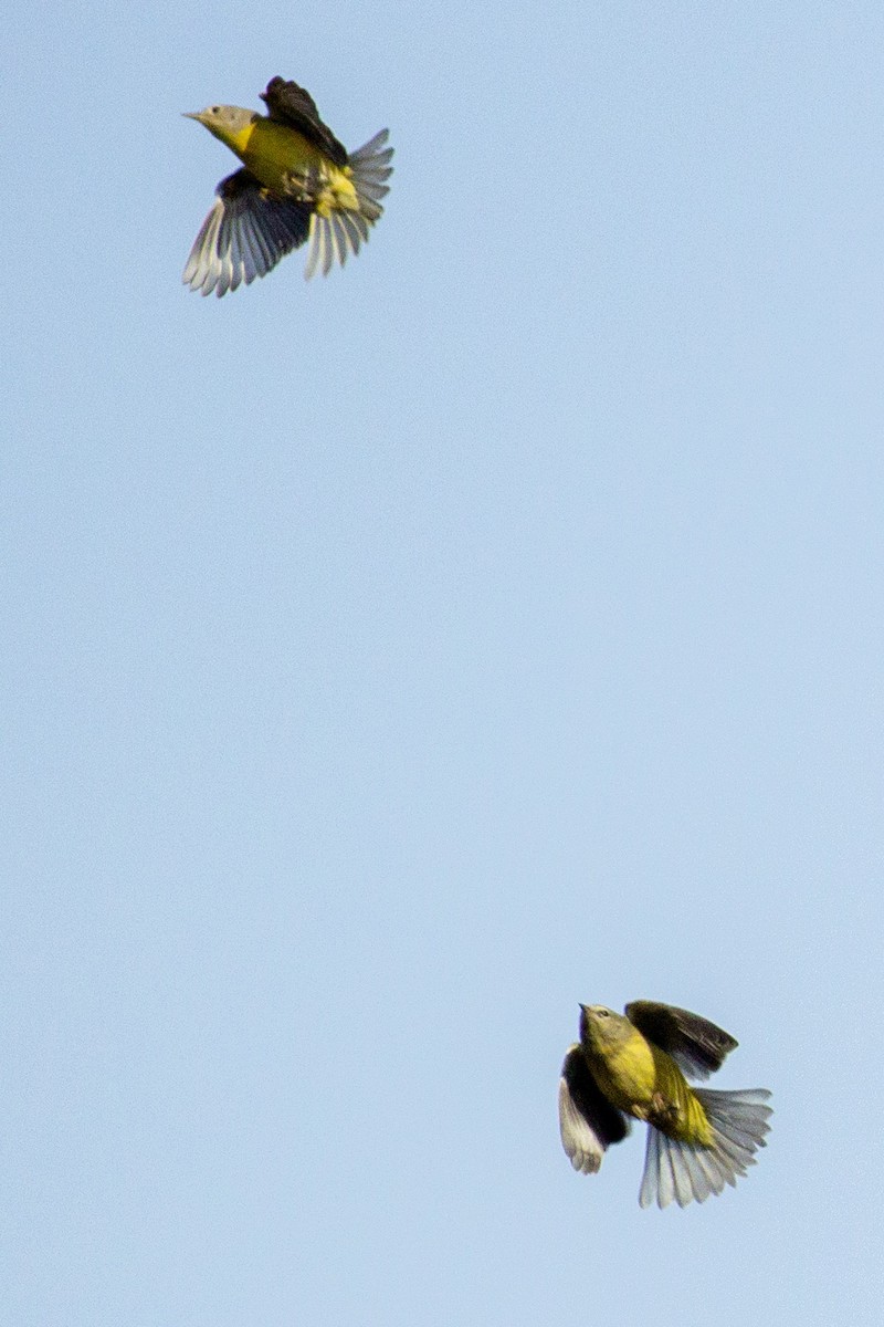 Nashville Warbler - ML393594521