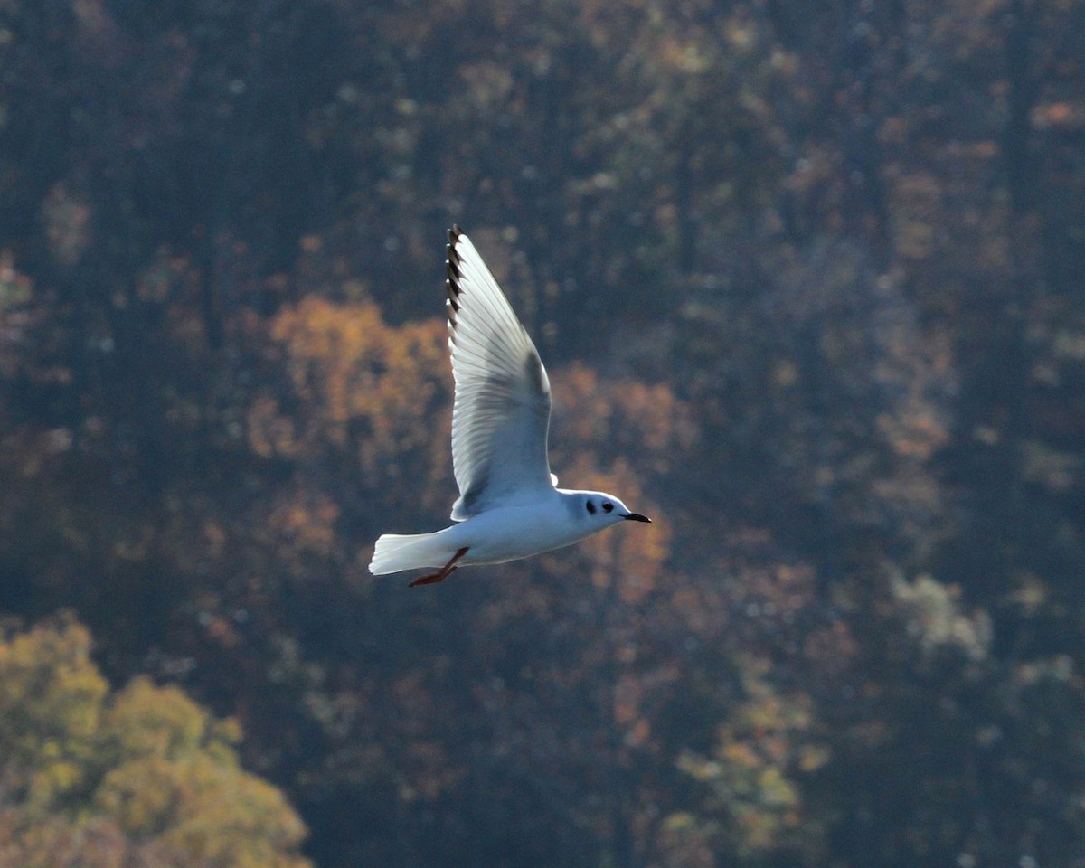 Bonaparte's Gull - ML39359491