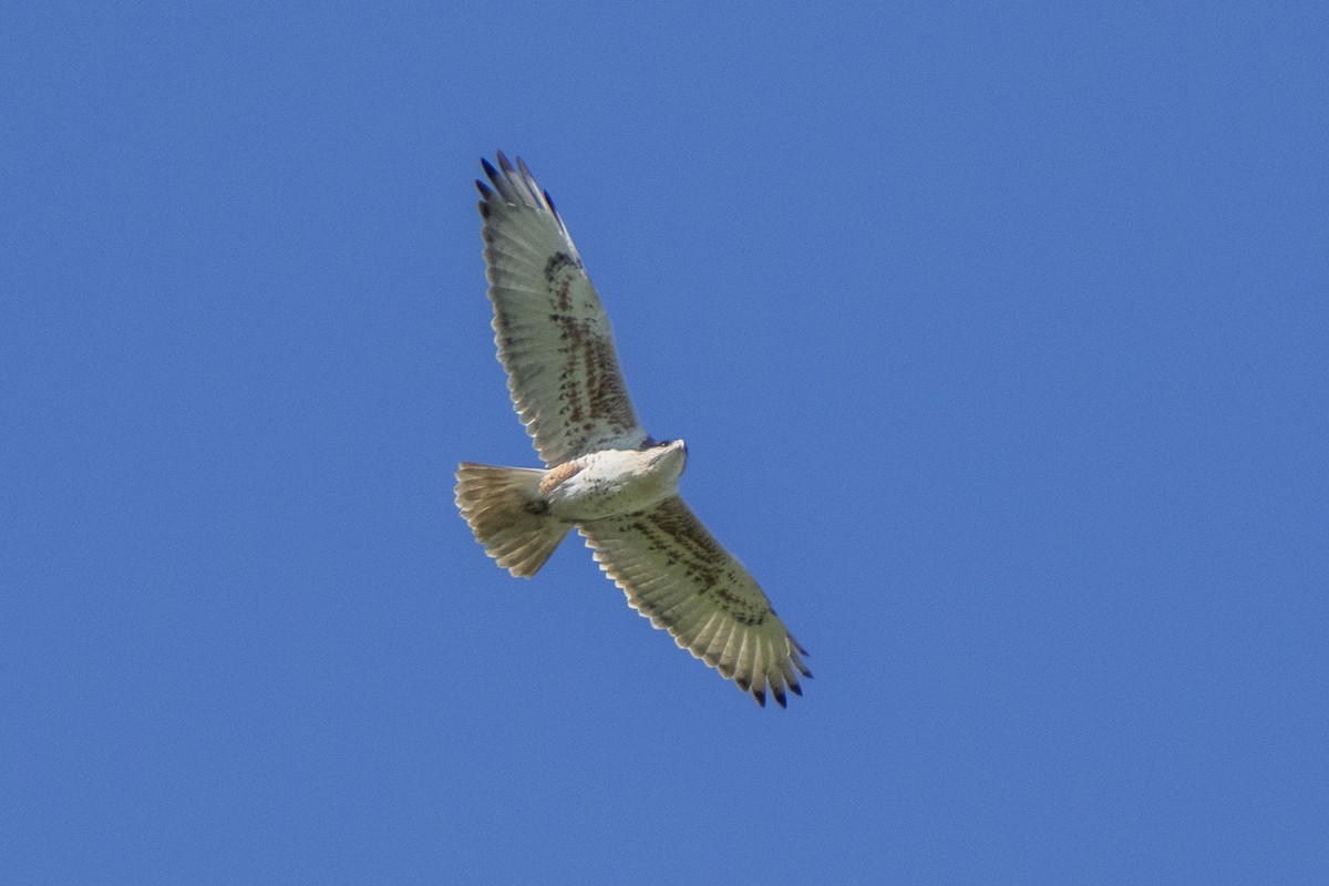 Ferruginous Hawk - ML393596441