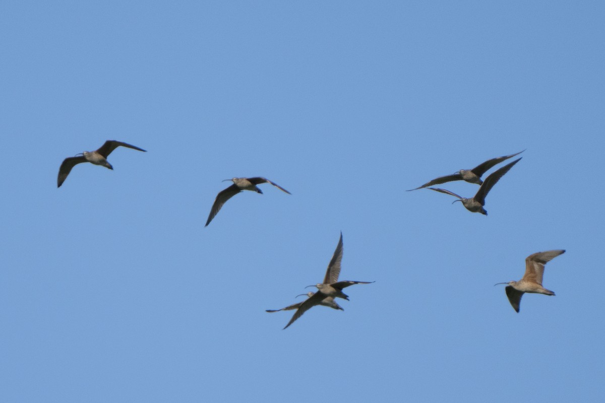 Long-billed Curlew - ML393596551