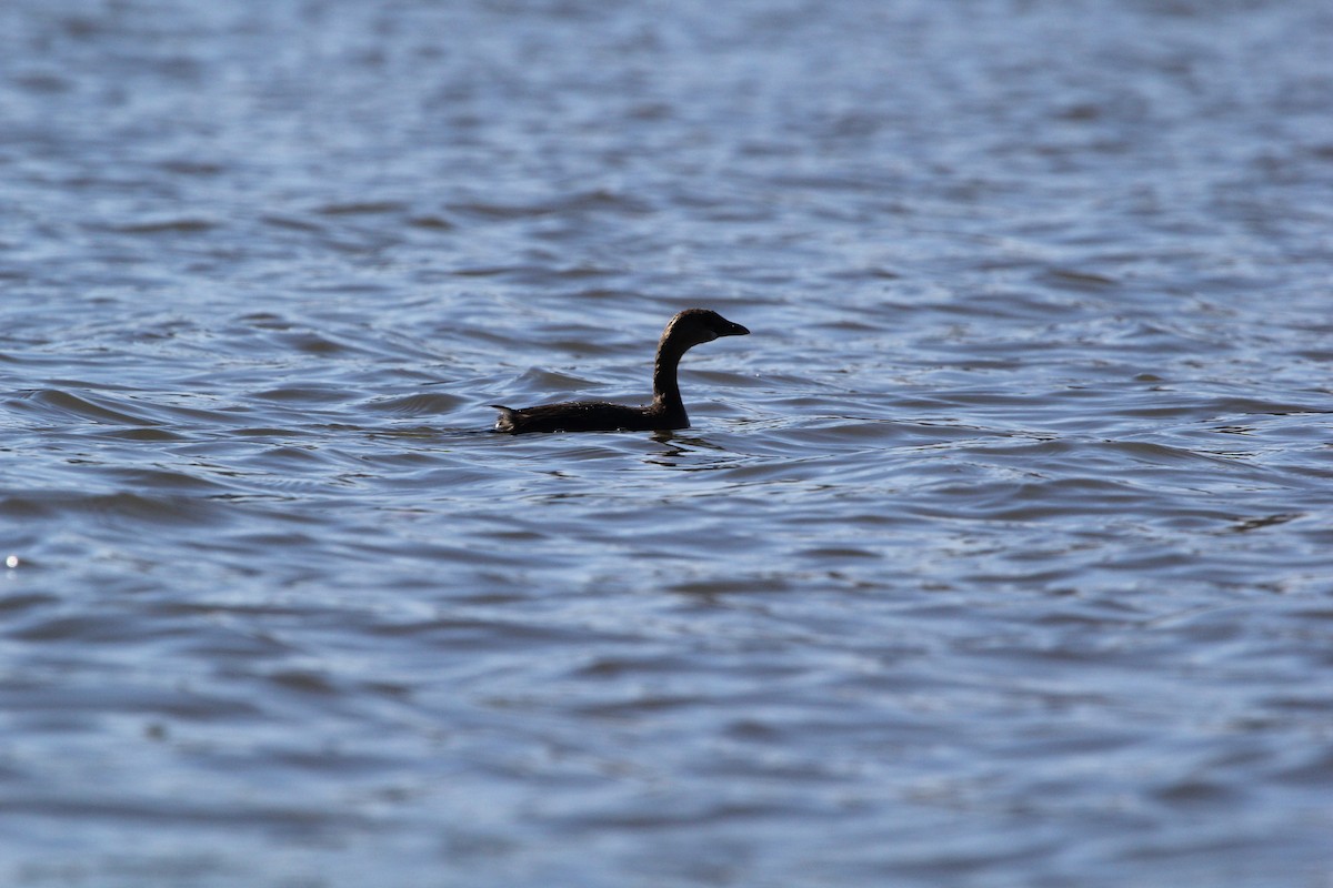 Pied-billed Grebe - ML39359681