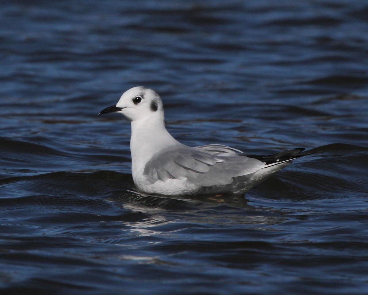 Bonaparte's Gull - ML39359761