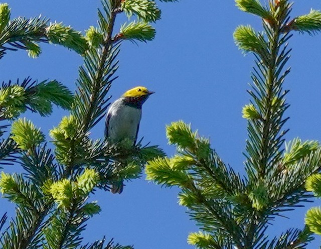 Paruline à tête jaune - ML393598431