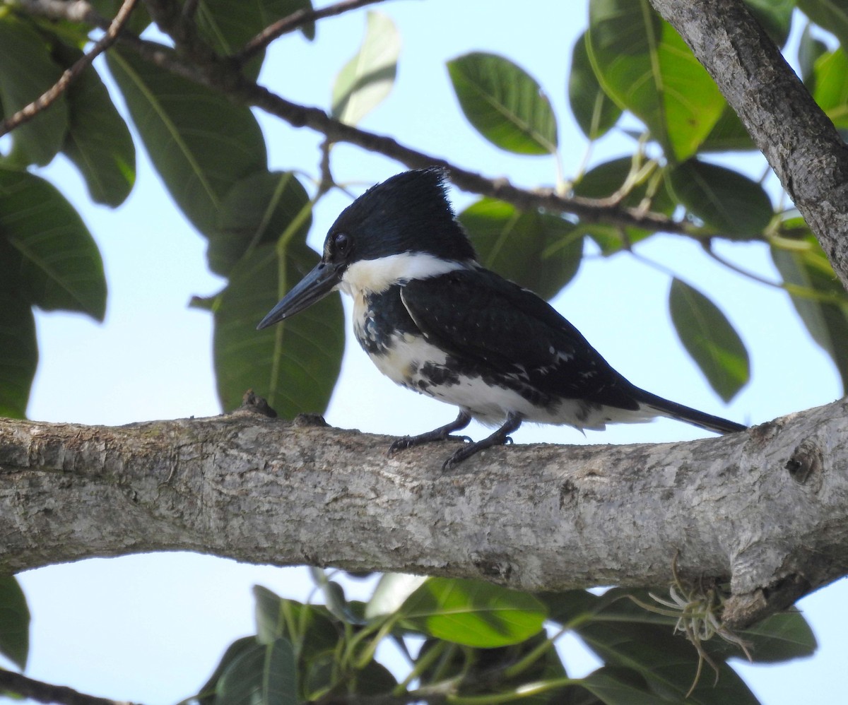 Green Kingfisher - ML393598561