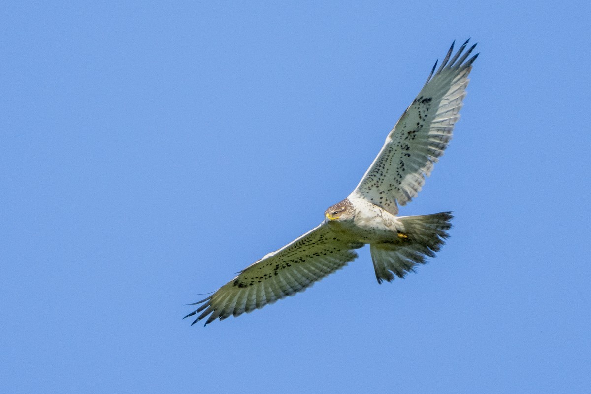 Ferruginous Hawk - ML393598751