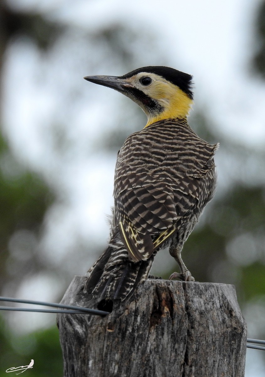 Campo Flicker - ML393598761