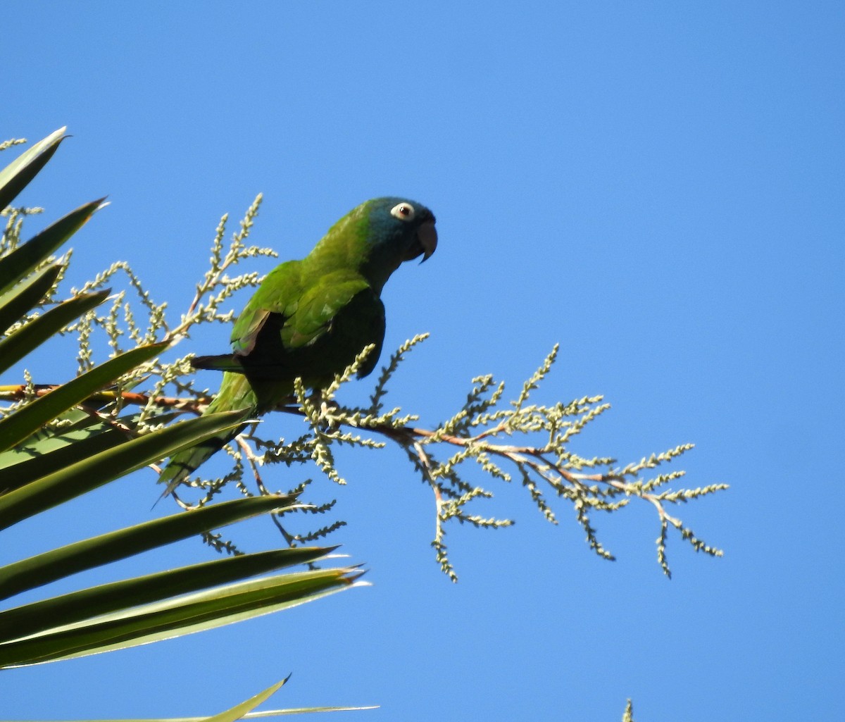 Blue-crowned Parakeet - ML393598871