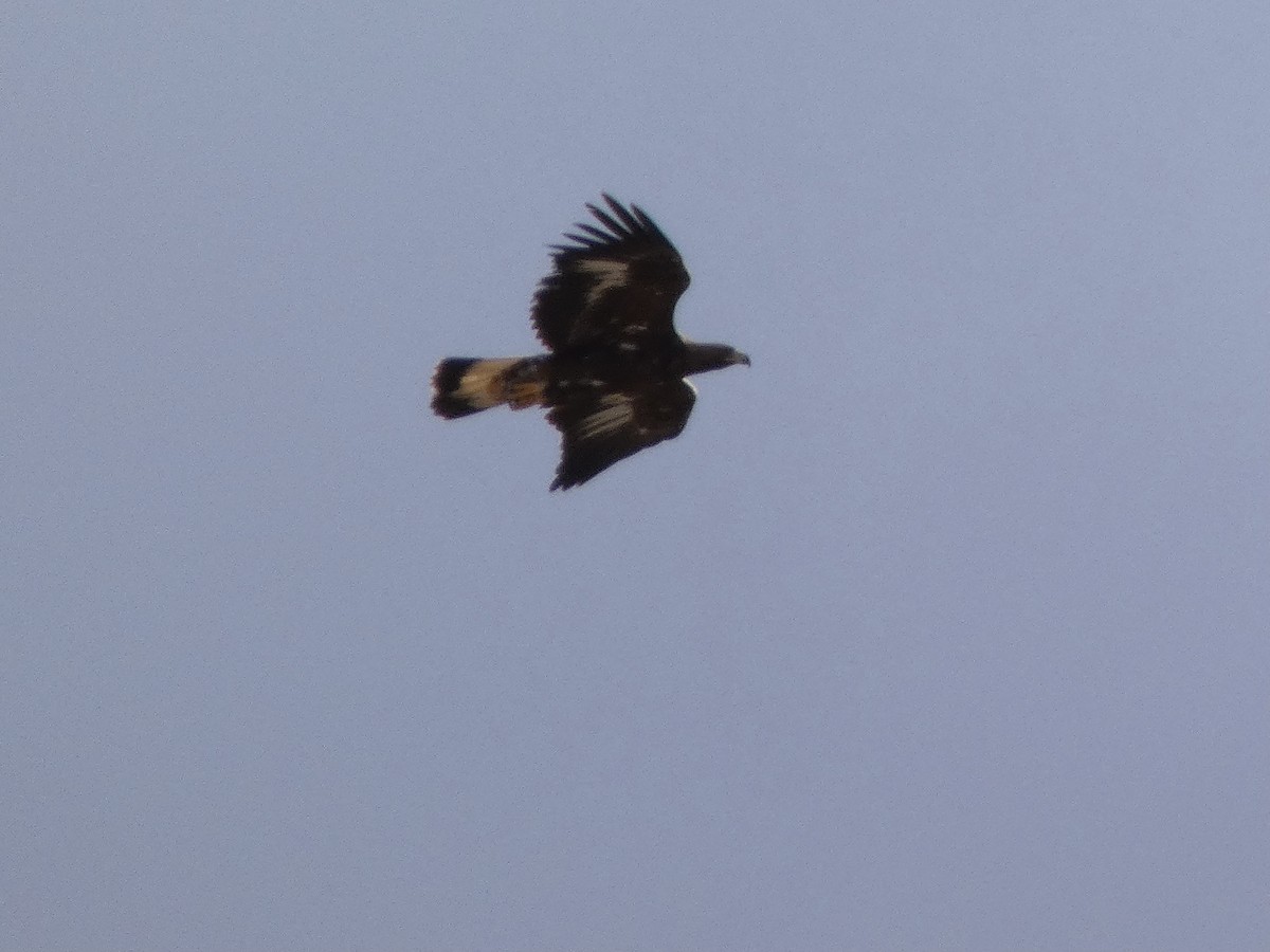 Golden Eagle - ML393598921