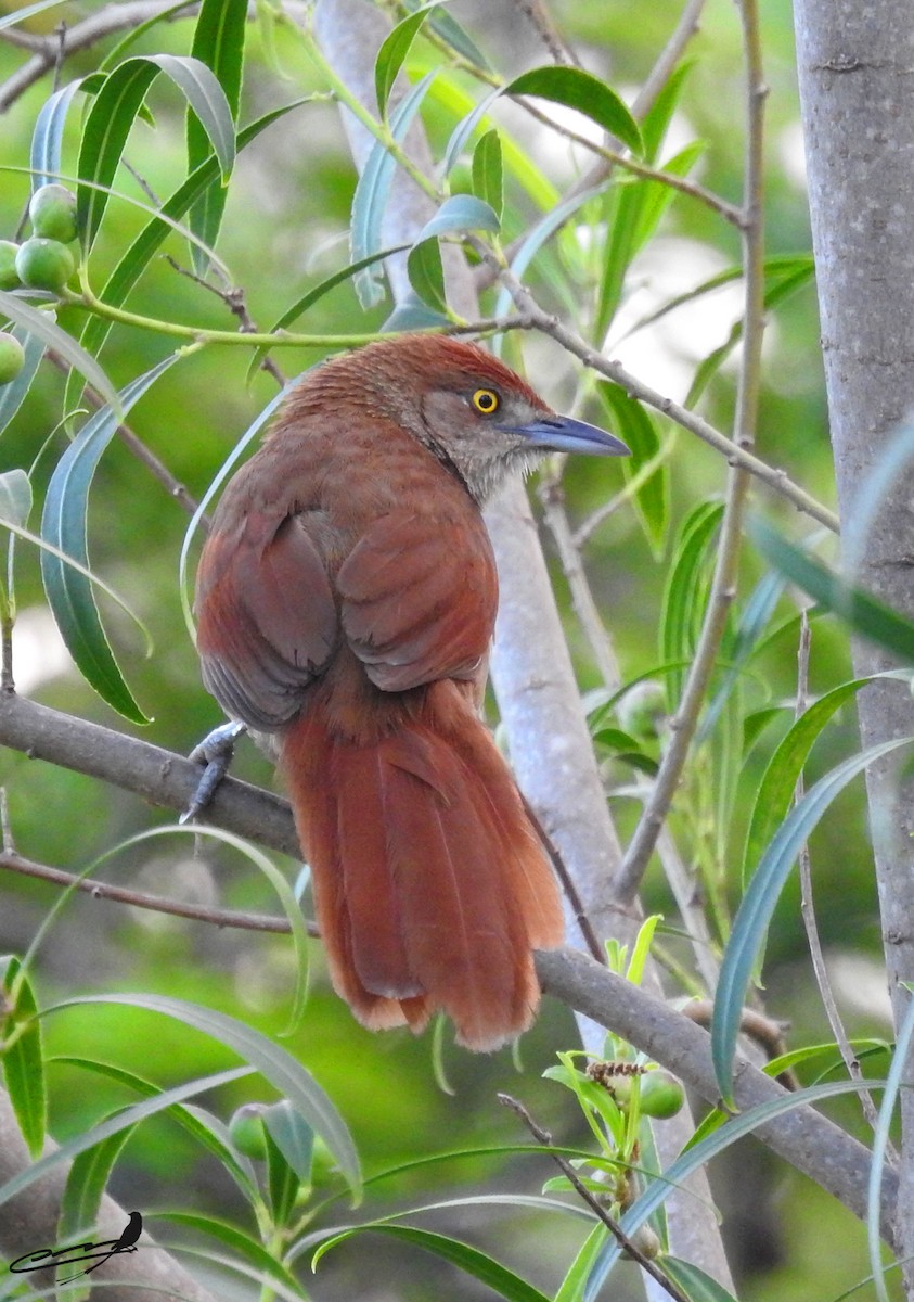 Greater Thornbird - ML393598931