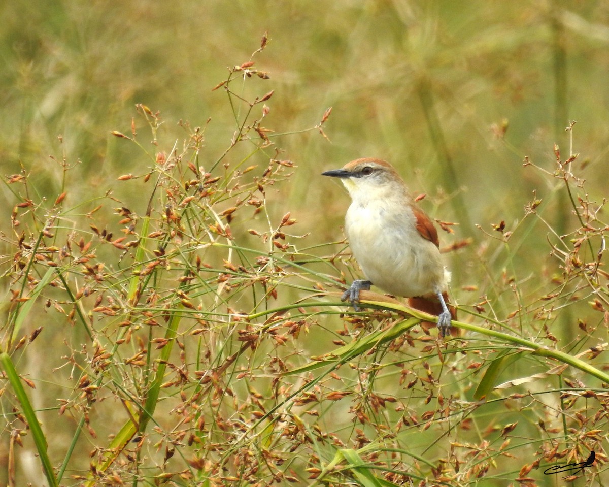 Yellow-chinned Spinetail - ML393599021