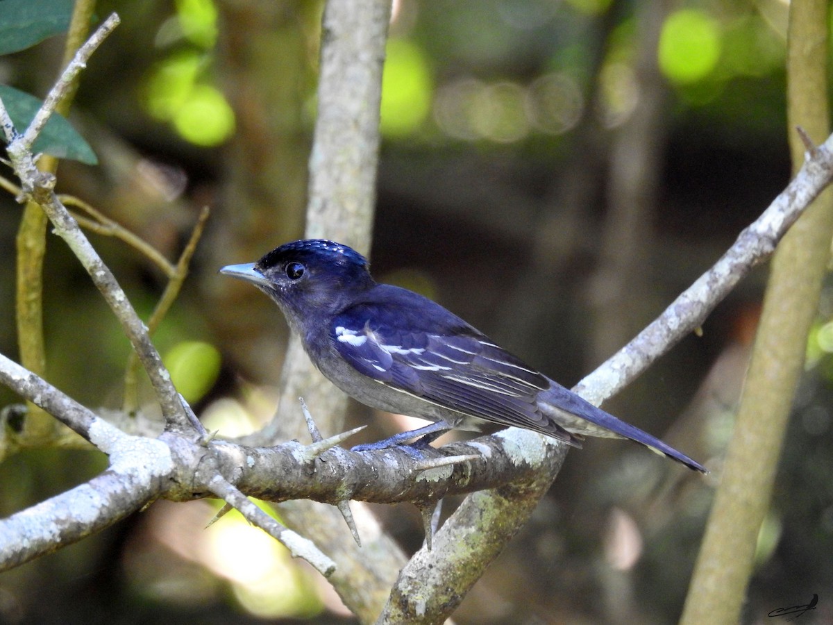 White-winged Becard - ML393599401