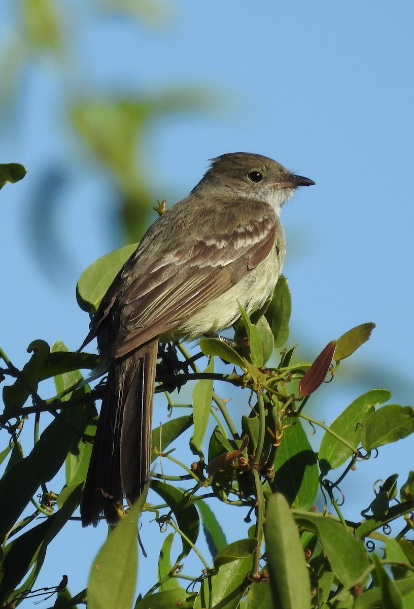 Large Elaenia - ML393599491