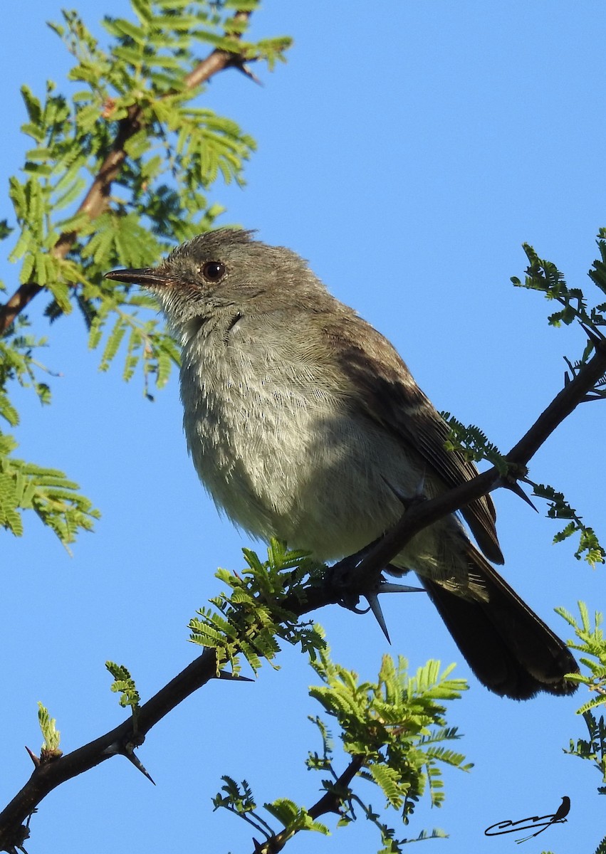 Sooty Tyrannulet - ML393599551