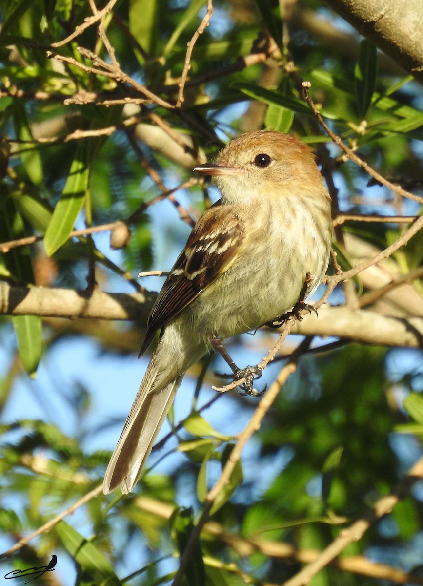 Bran-colored Flycatcher - ML393599661