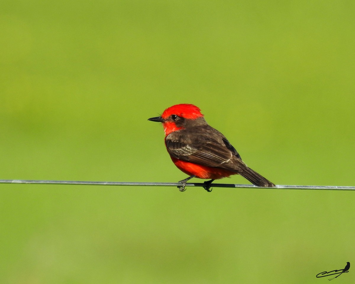 Vermilion Flycatcher - ML393599801