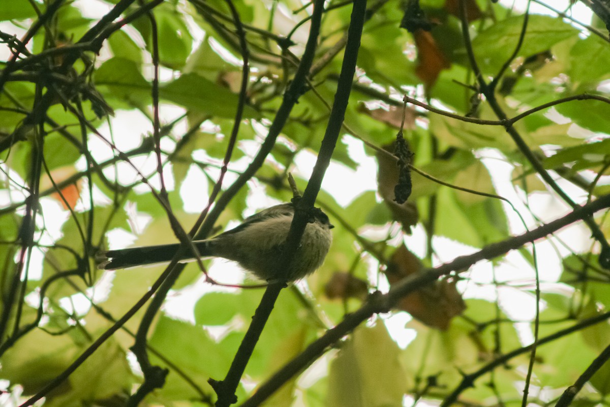 Long-tailed Tit - ML393599911