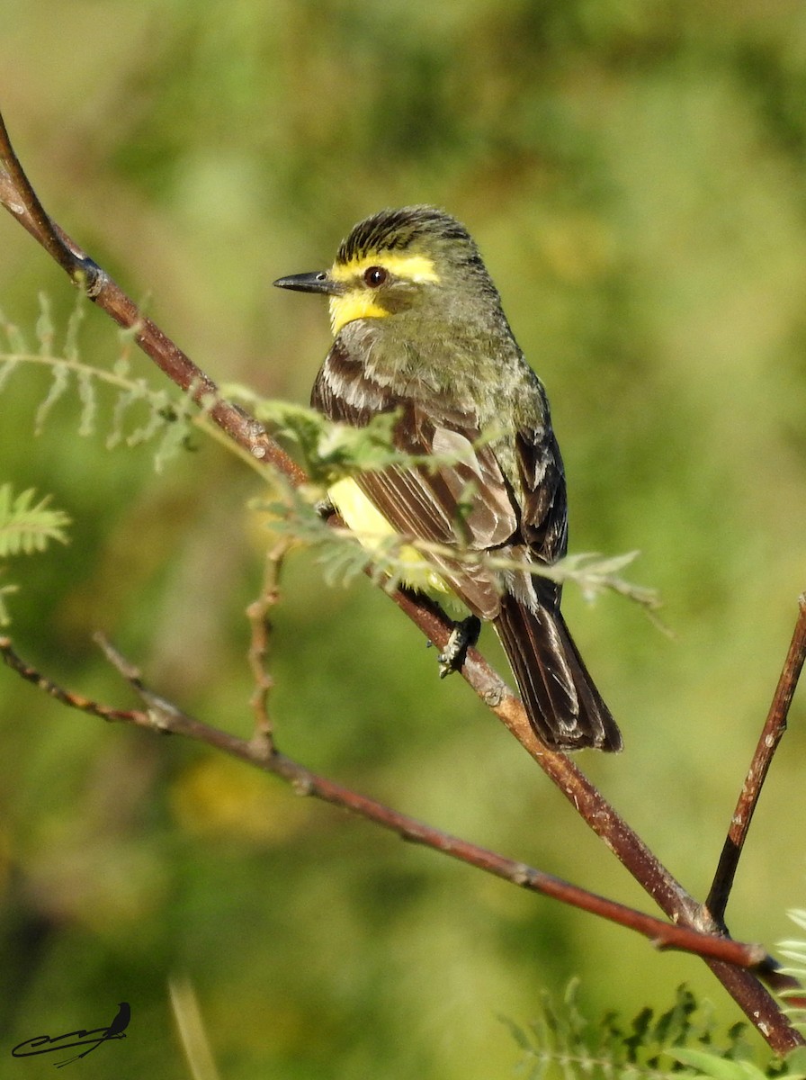 Yellow-browed Tyrant - ML393599941