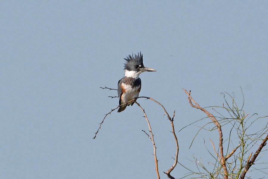 Belted Kingfisher - ML393600611