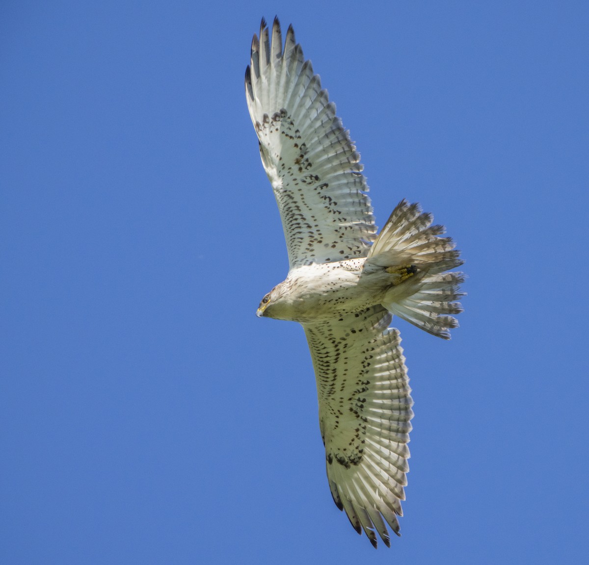 Ferruginous Hawk - ML393601171