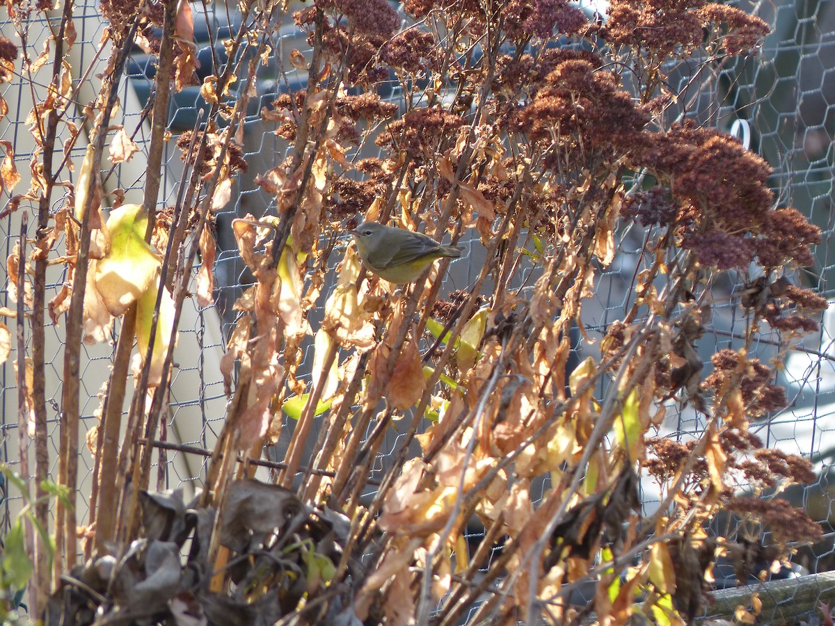 Orange-crowned Warbler - ML393601341