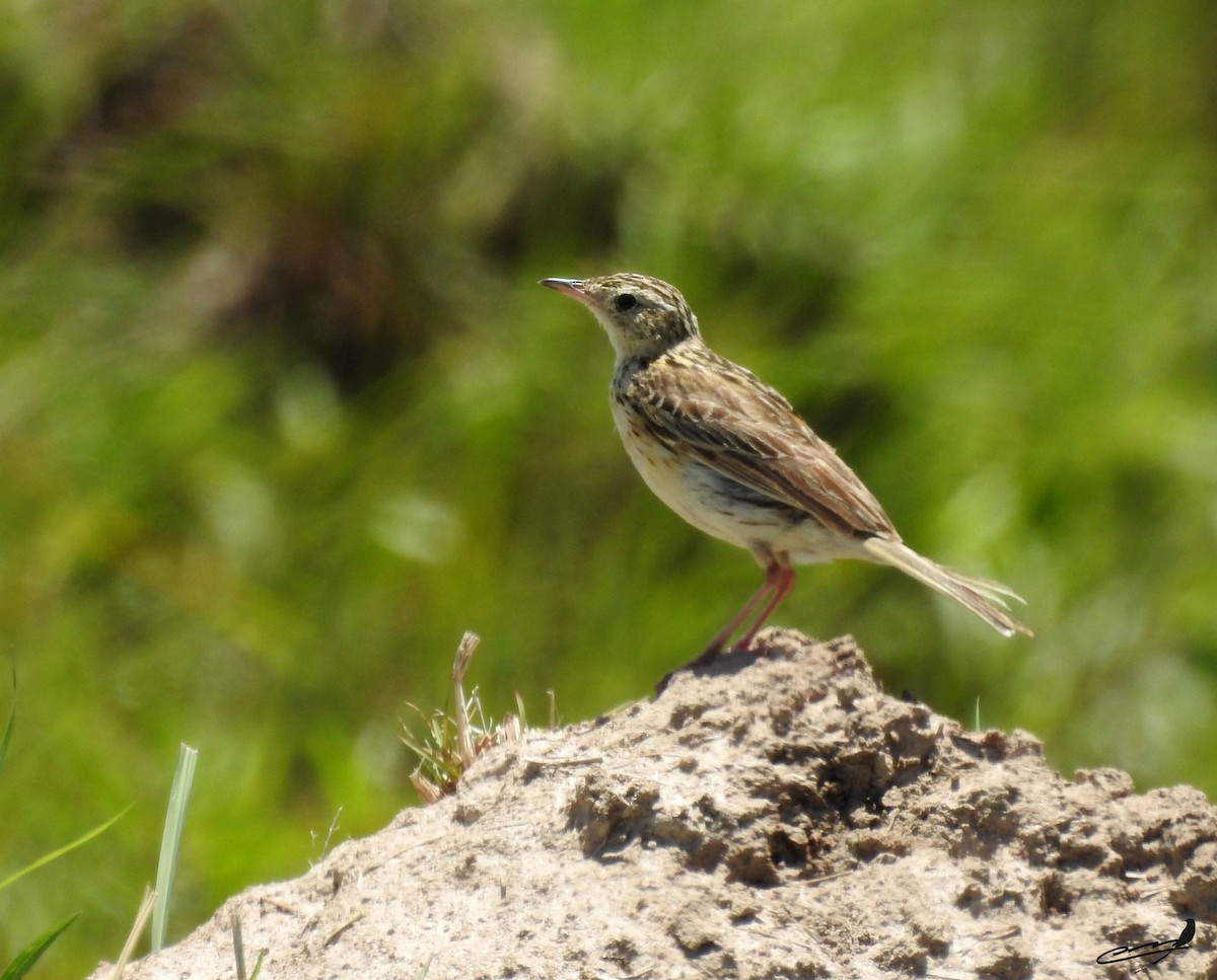 Yellowish Pipit - ML393601481