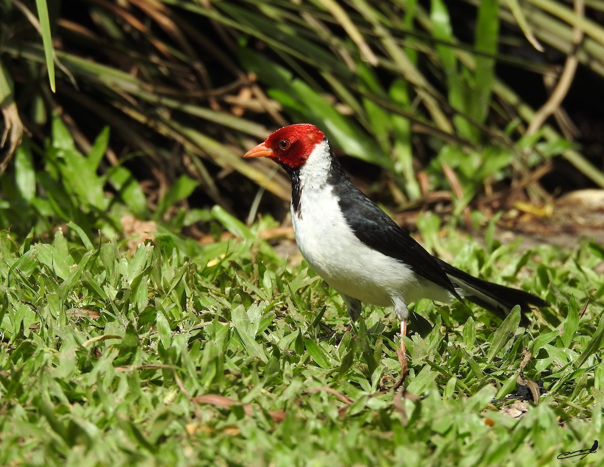Yellow-billed Cardinal - ML393602601